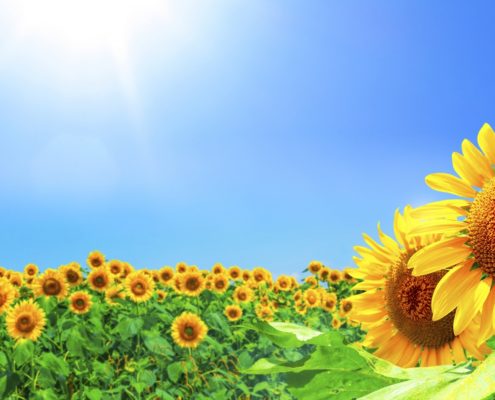 夏季休業のお知らせ